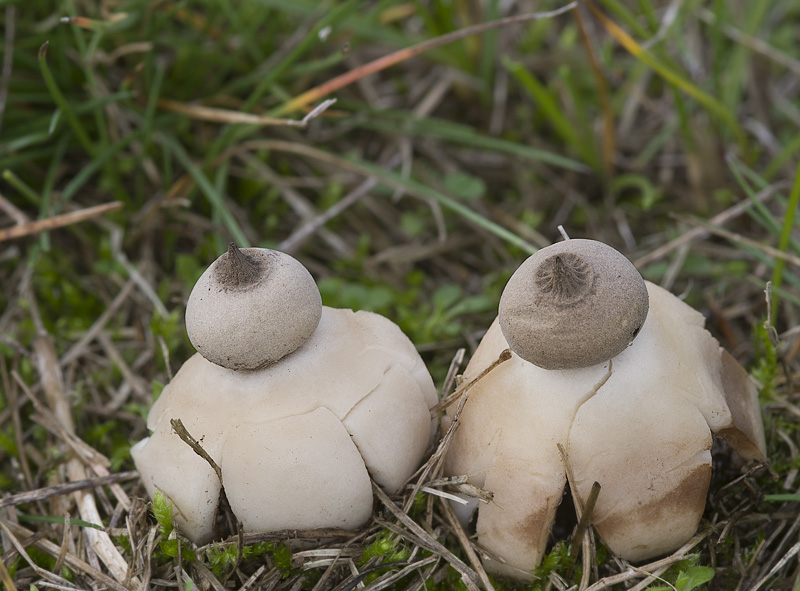 Geastrum schmidelii